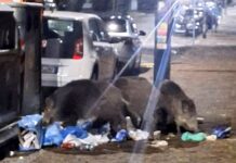 Albaro, cinque cinghiali banchettano in via Boselli cinghiali albaro via boselli