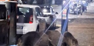 Albaro, cinque cinghiali banchettano in via Boselli cinghiali albaro via boselli