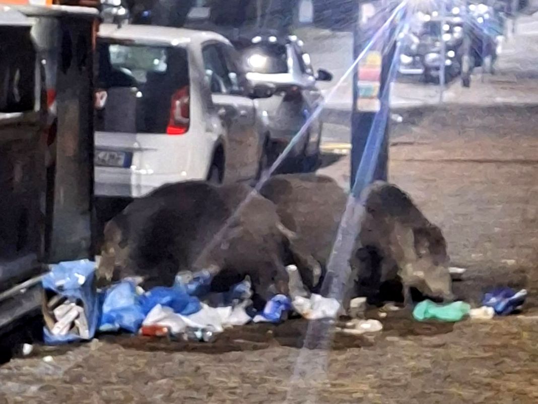 cinghiali albaro via boselli