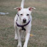 cipressa cae sbranato