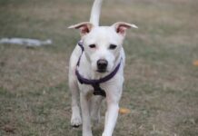 Cipressa, sbranata per strada da cani lasciati liberi cipressa cae sbranato