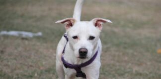 Cipressa, sbranata per strada da cani lasciati liberi cipressa cae sbranato