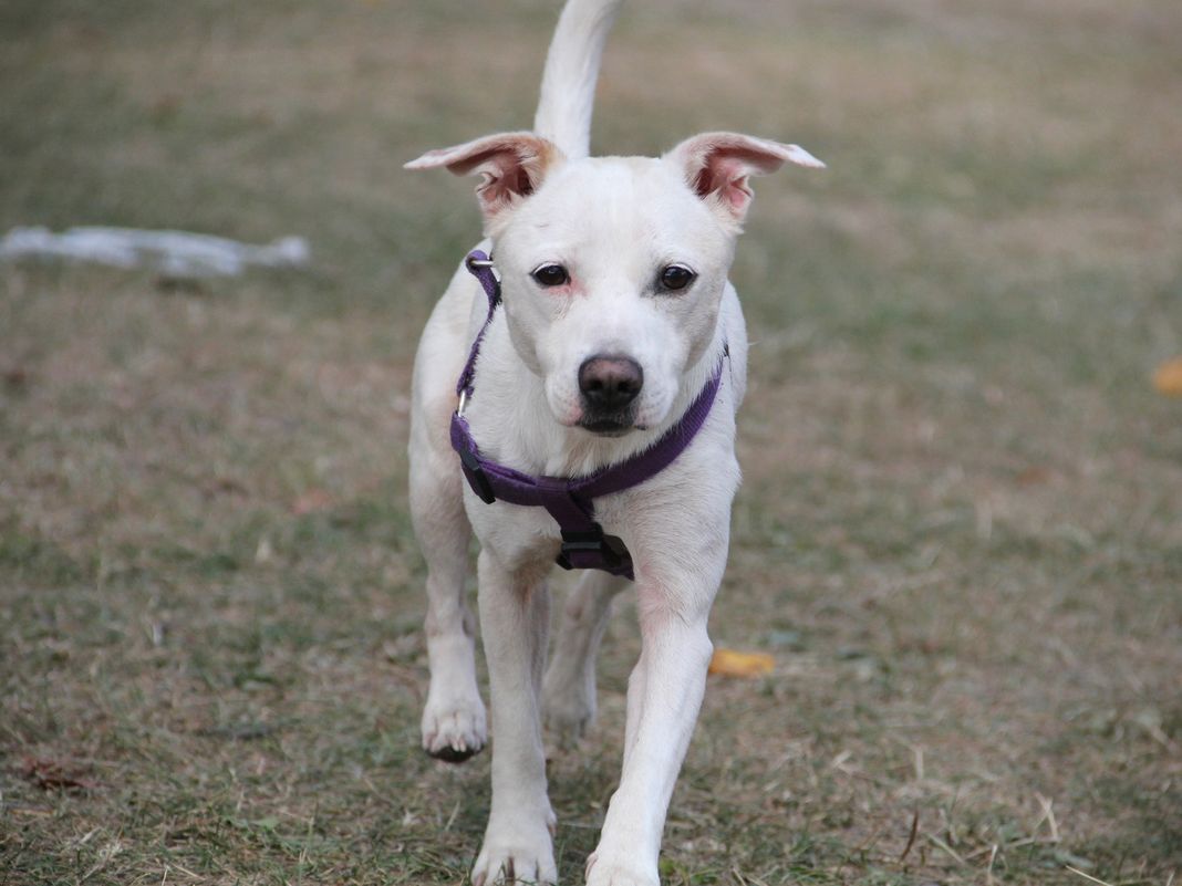 cipressa cae sbranato