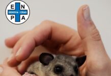 Ghiro salvato dall’Enpa migliora e verrà liberato a primavera ghiro