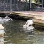 Sanremo, morto il secondo cigno di Villa Ormond sanremo cigno morto villa ormond