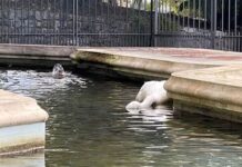 Sanremo, morto il secondo cigno di Villa Ormond sanremo cigno morto villa ormond