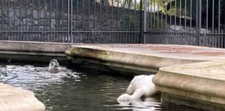 Sanremo, morto il secondo cigno di Villa Ormond sanremo cigno morto villa ormond