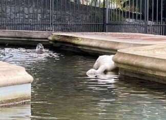 Sanremo, morto il secondo cigno di Villa Ormond sanremo cigno morto villa ormond