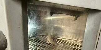 Rapallo, un topo nel distributore di bevande nella stazione