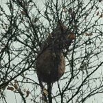 Savona, nido di Vespa killer velutina vicino all’ospedale vespa velutina nido savona vicino ospedale