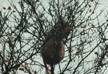 Savona, nido di Vespa killer velutina vicino all’ospedale vespa velutina nido savona vicino ospedale