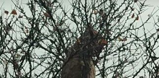 Savona, nido di Vespa killer velutina vicino all’ospedale vespa velutina nido savona vicino ospedale