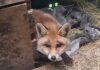 Albisola, tornata in libertà la volpe salvata dall’Enpa Volpe albisola