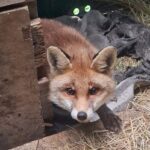 Albisola, tornata in libertà la volpe salvata dall’Enpa Volpe albisola