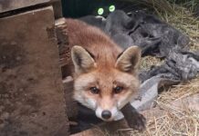 Albisola, tornata in libertà la volpe salvata dall’Enpa Volpe albisola