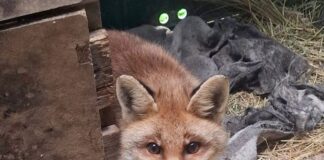 Albisola, tornata in libertà la volpe salvata dall’Enpa Volpe albisola