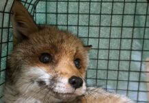 Cairo Montenotte, salvata una volpe ferita Volpe Cairo Montenotte