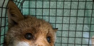 Cairo Montenotte, salvata una volpe ferita Volpe Cairo Montenotte