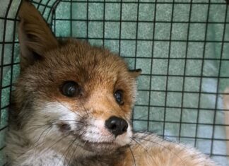 Volpe Cairo Montenotte