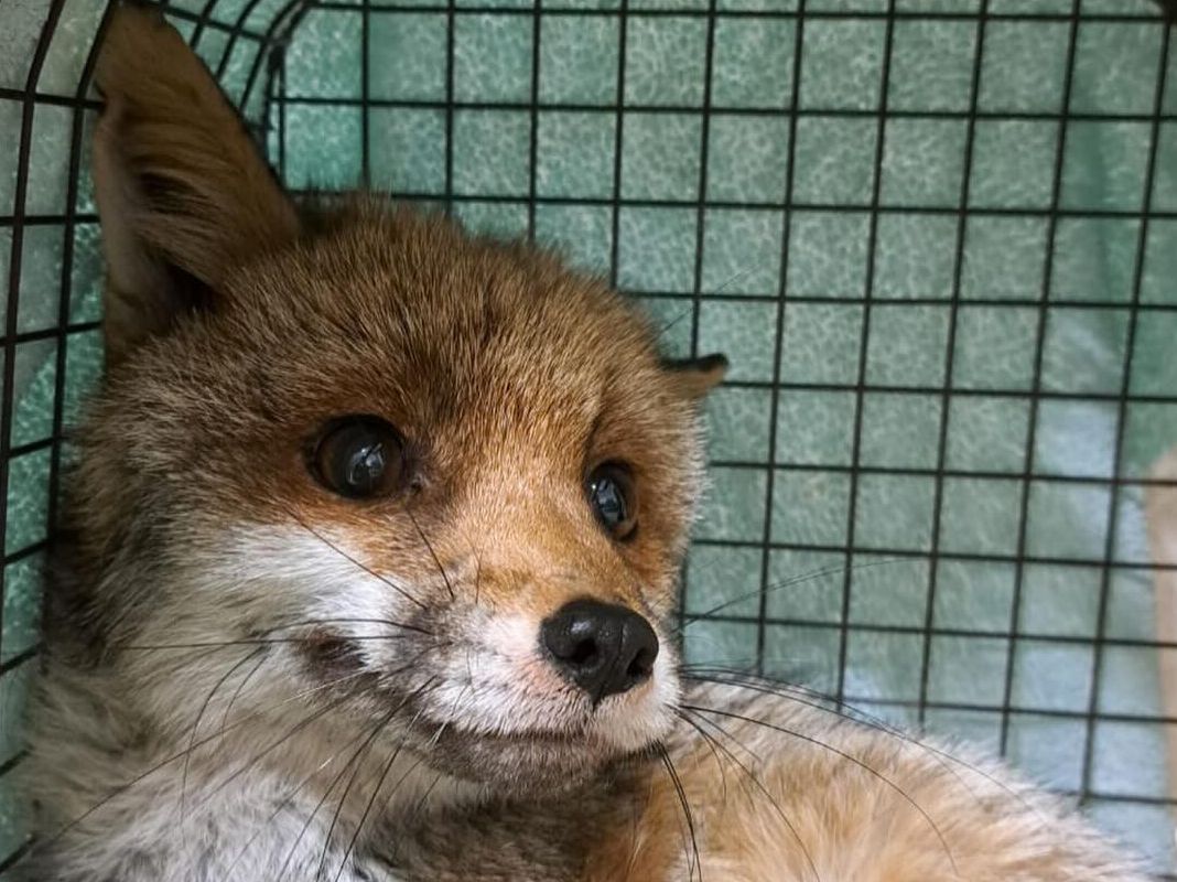 Volpe Cairo Montenotte