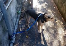 Genova, abbandona il cane legato ad un palo, denunciato cane abbandonato capodanno