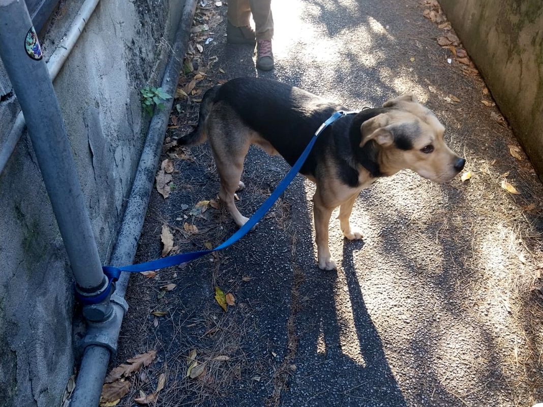 cane abbandonato capodanno