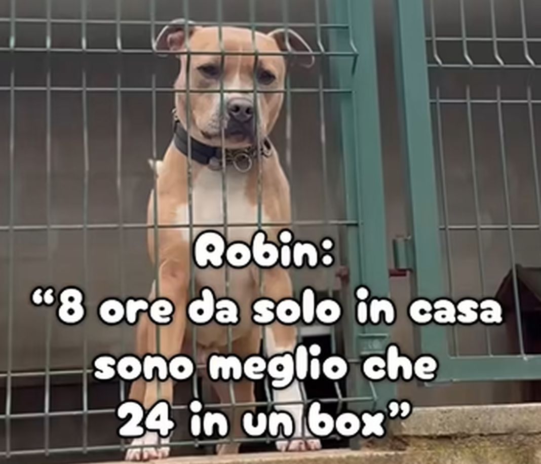 Genova, adozioni al canile, un video per smontare i dubbi cane canile adozione