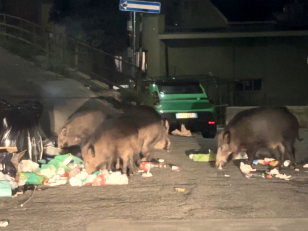 Marassi, cinque grossi cinghiali a caccia di cibo tra i rifiuti cinghiali marassi via Zena