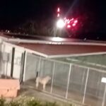 la spezia canile fuochi artificio capodanno