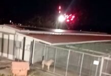 La Spezia, volontari del canile denunciano: botti sparati sopra la struttura la spezia canile fuochi artificio capodanno