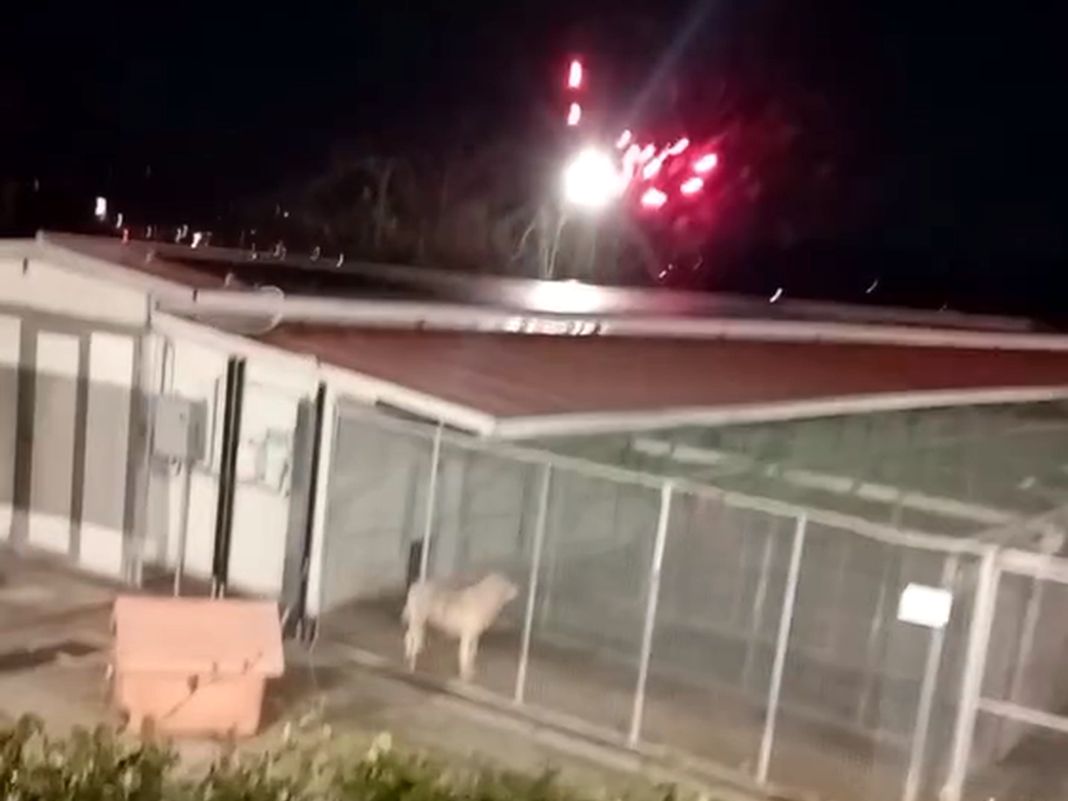 la spezia canile fuochi artificio capodanno