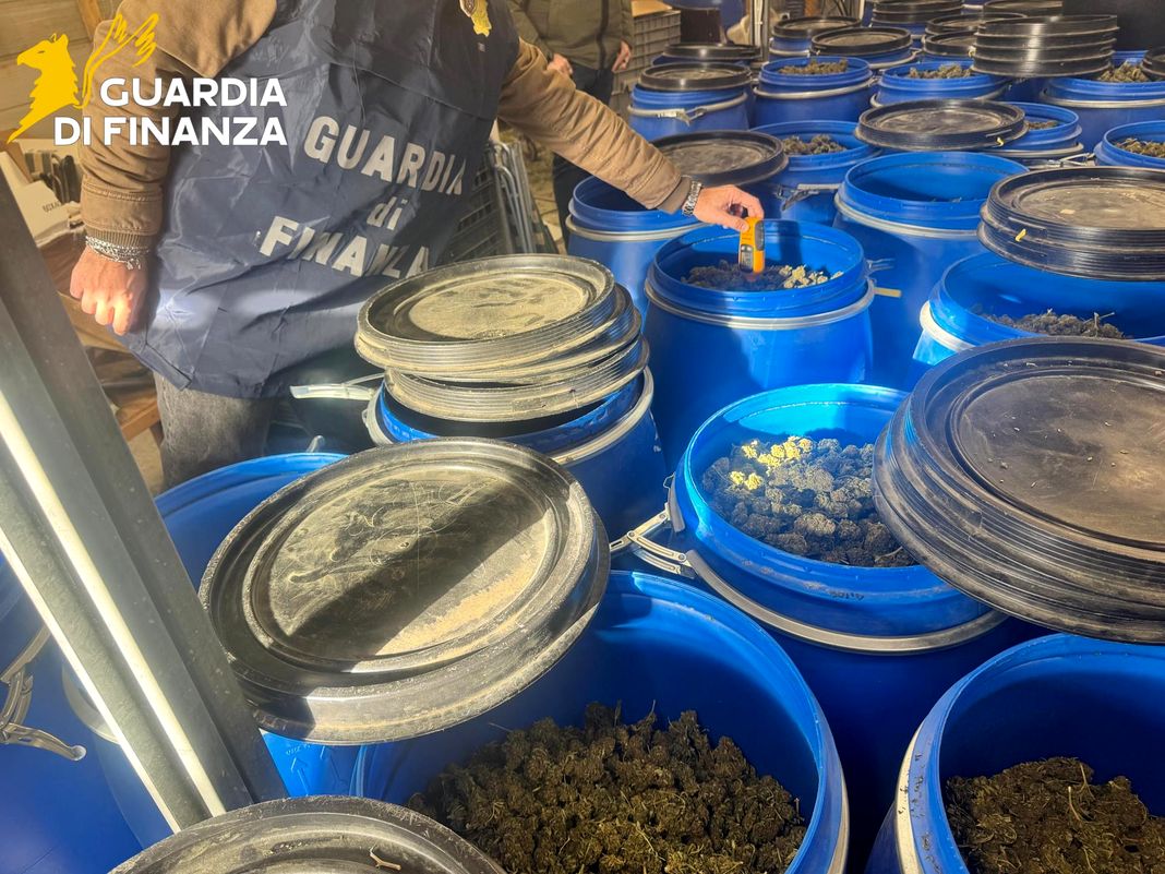 Imperia, Guardia di Finanza sequestra mezza tonnellata di marijuana imperia sequestro marijuana