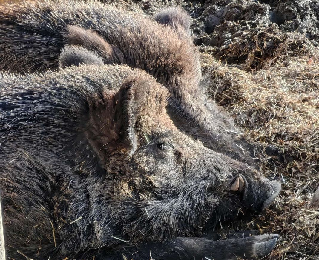 nasino rosino cinghiali Bargagli