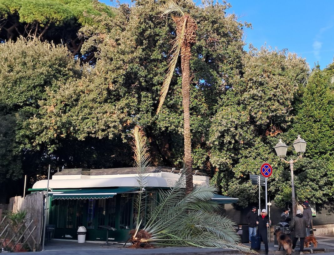 Genova, crolla una palma a Nervi, poteva colpire passanti nervi palma caduta 4 gennaio 2026