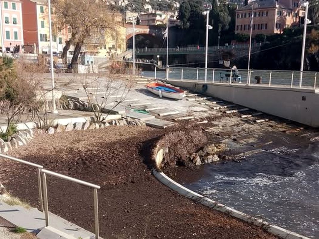 Porticciolo di Nervi, ancora alghe e tornano le polemiche porticciolo Nervi alghe 4 gennaio 2026
