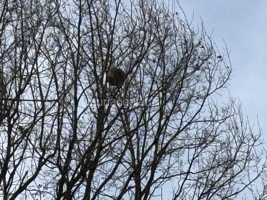 nido vespa velutina via riomaggiore molassana genova