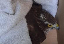 Chiavari, salvato uno Sparviere ferito Sparviere salvato Chiavari