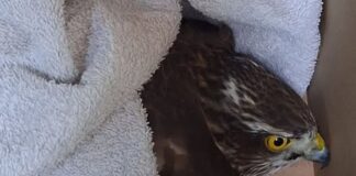 Chiavari, salvato uno Sparviere ferito Sparviere salvato Chiavari