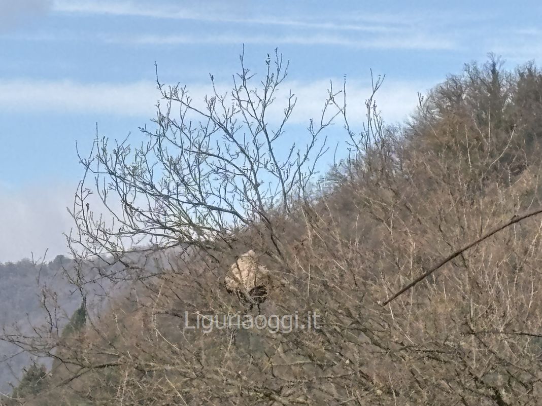Emergenza Vespa velutina a Genova, nuovo nido a Struppa vespa velutina nido genova struppa 2025