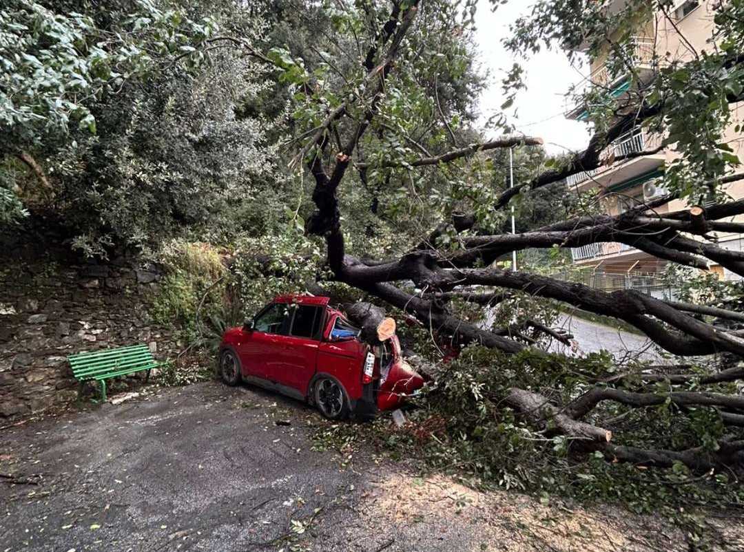 Genova, paura in via Picco: albero crolla e distrugge una macchina Albero caduto via Picco