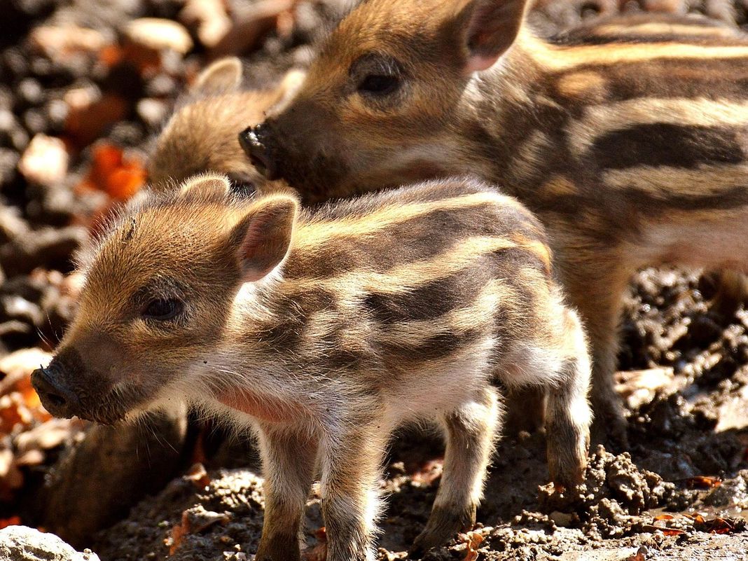 Genova, cuccioli di cinghiale catturati nel parco del San Martino, dove sono? cinghialetti