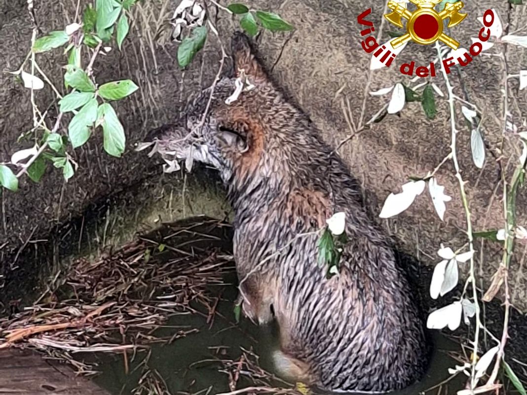lupo caduto cisterna crevari