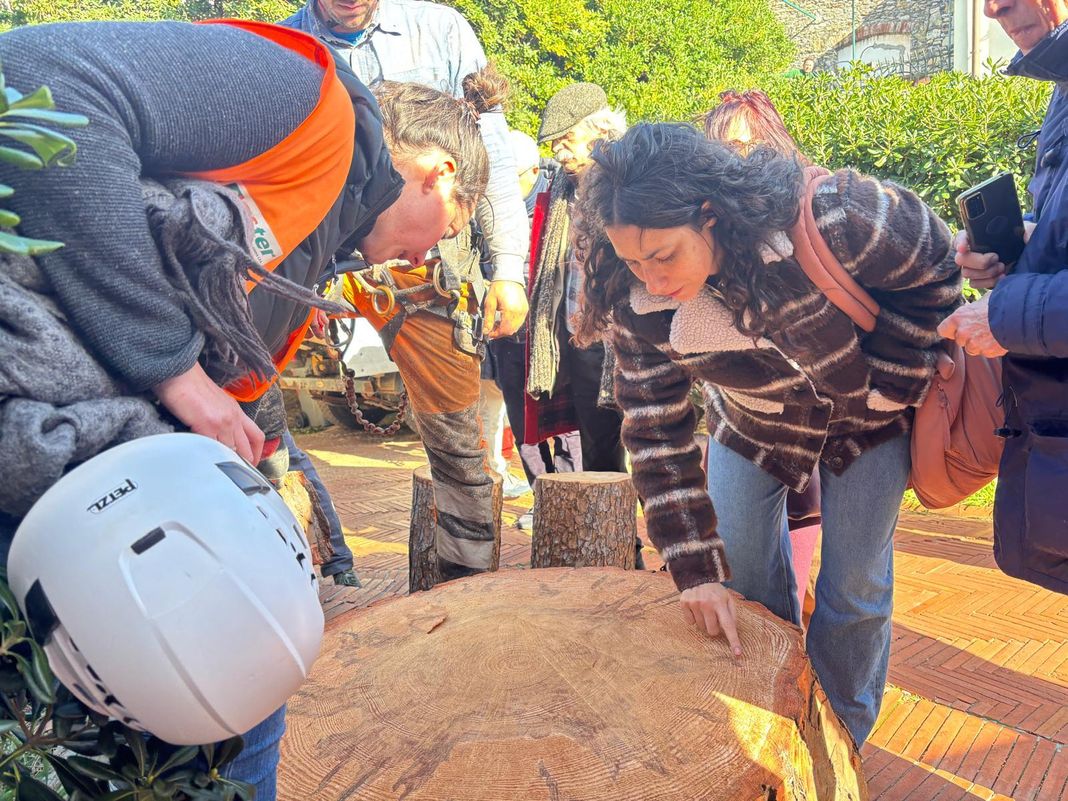 Genova, pino abbattuto a Nervi, botta e risposta tra Comune e Ambientalisti nervi albero tagliato castello