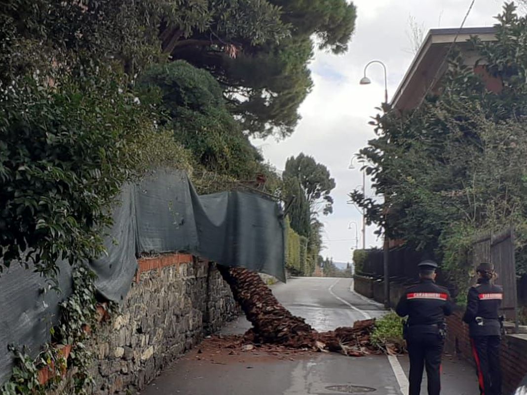 Nervi, palma crollata sulla strada per i Parchi, scoppiano le polemiche Nervi, palma crollata 3 febbraio 2026