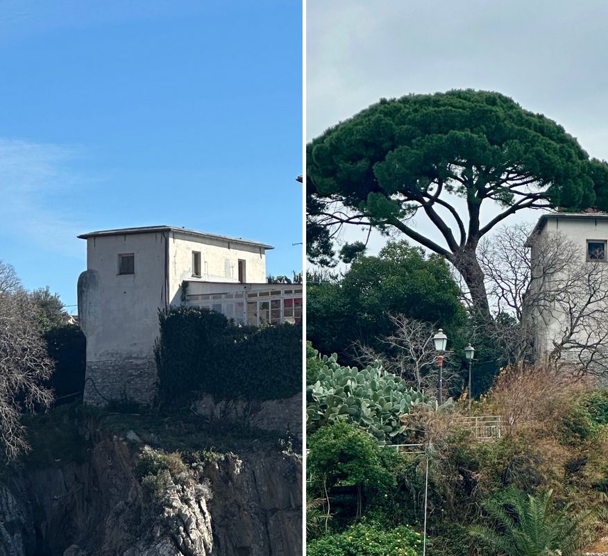 Genova, il pino monumentale del Castello di Nervi è stato abbattuto pino castello nervi