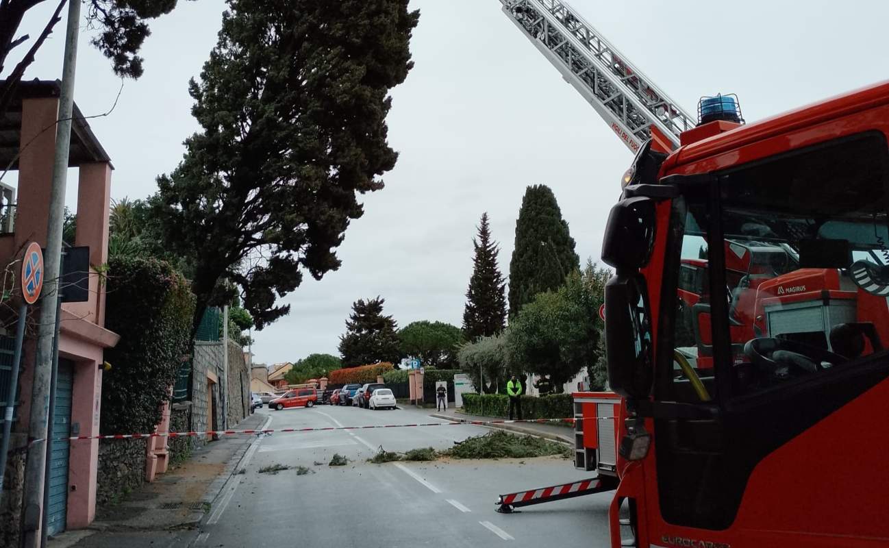Albero pericolante Nervi