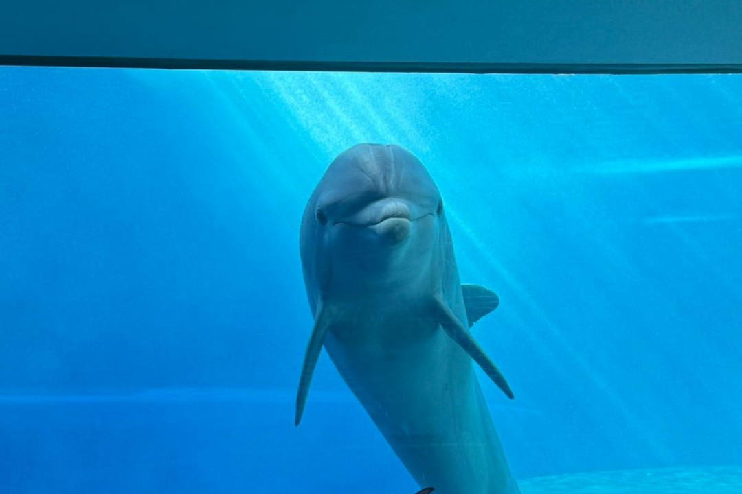 Acquario di Genova in lutto, è morto il delfino Luna Delfino Luca Acquario Genova
