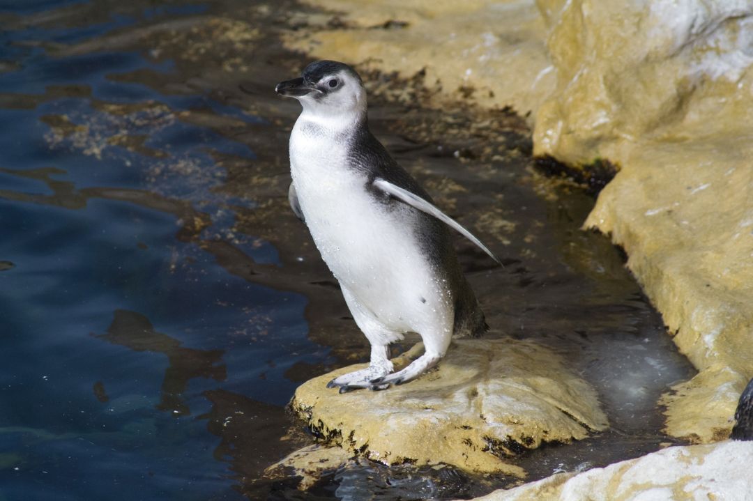 Genova, scelti i nomi dei tre Pinguini nati all’Acquario la scorsa estate Lucy Pinguino Acquario Genova
