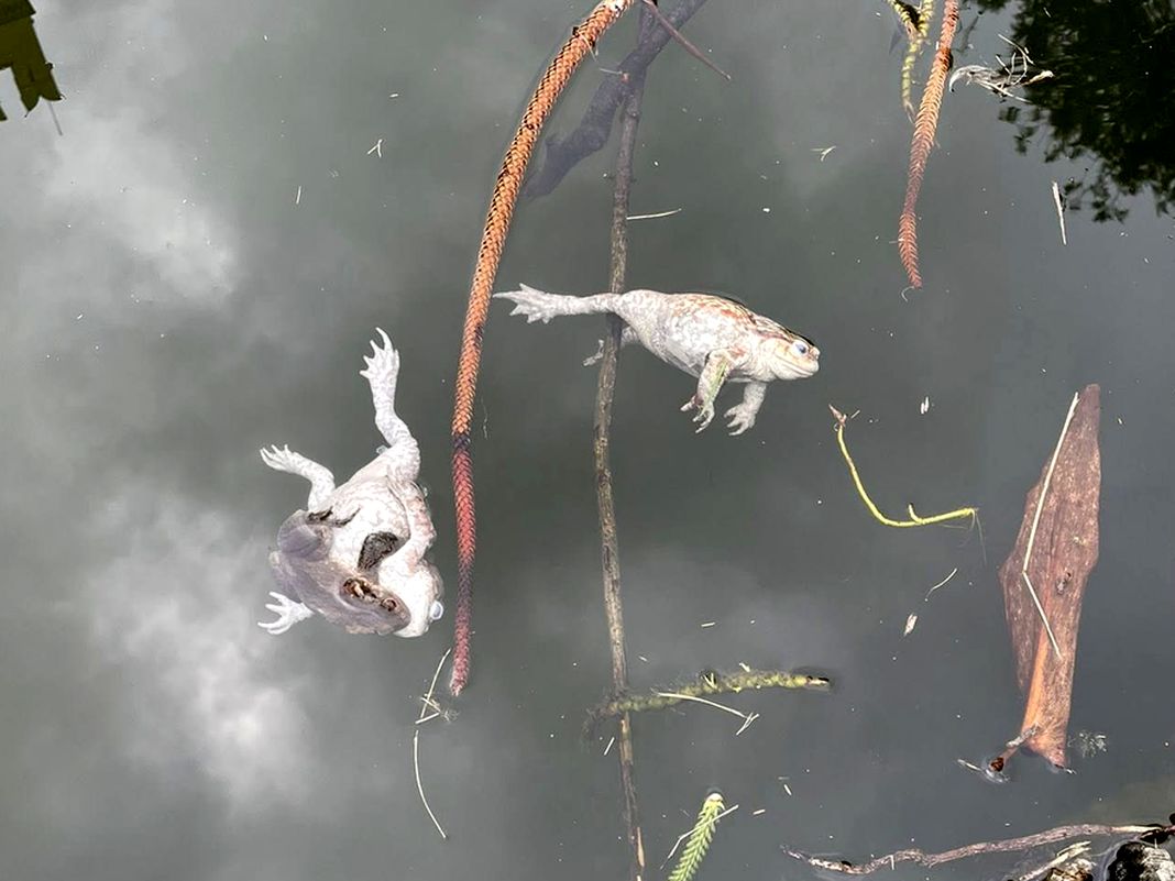 Arenzano, strage di rane e tartarughe nel Parco della Contessa arenzano rane morte stagno parco contessa