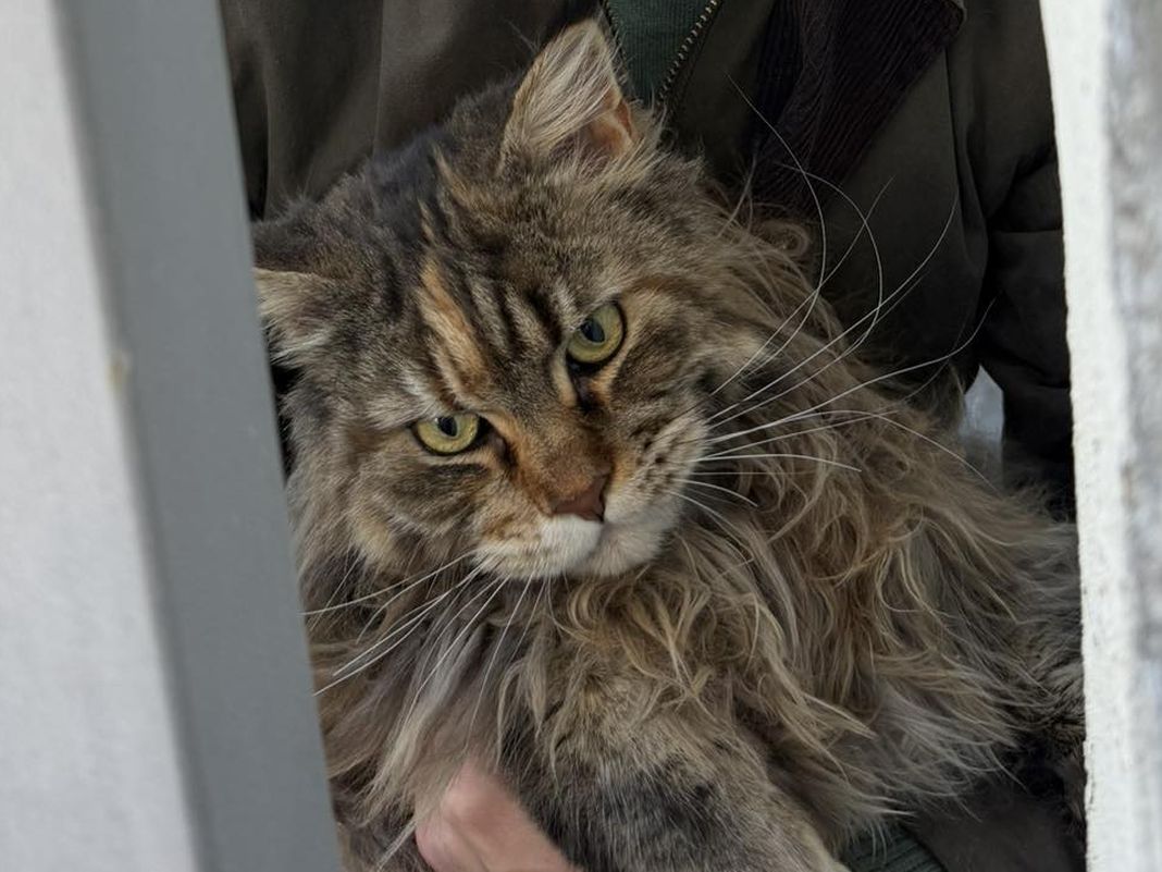 gatto ritrovato centro storico